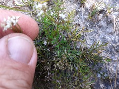 Anisotome brevistylis