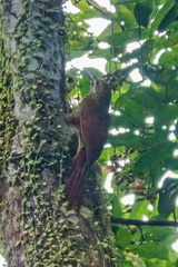 Hylexetastes perrotii