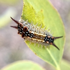 Doratifera quadriguttata