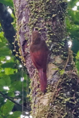 Hylexetastes perrotii