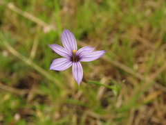 Sisyrinchium chilense