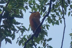 Perissocephalus tricolor