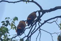 Perissocephalus tricolor