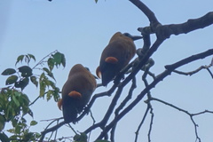 Perissocephalus tricolor