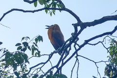 Perissocephalus tricolor