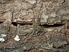 Iviraiva pachyura