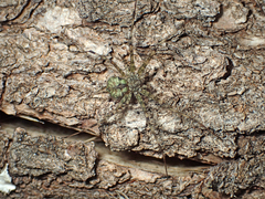 Iviraiva pachyura
