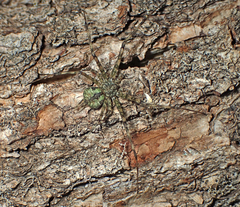 Iviraiva pachyura