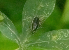 Lobopterella dimidiatipes