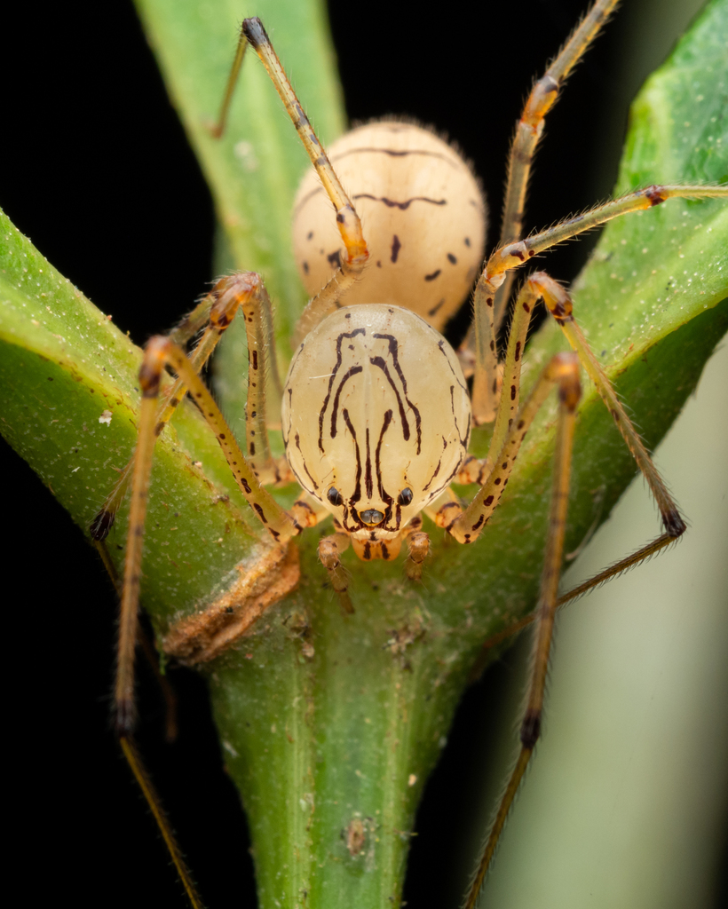 Scytodes armata