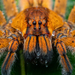 Bromeliad Spiders - Photo (c) RoryMacro, some rights reserved (CC BY-NC), uploaded by RoryMacro