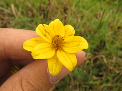 Bidens triplinervia