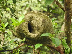 Furnarius leucopus