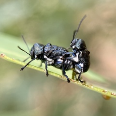 Aporocera scabrosa