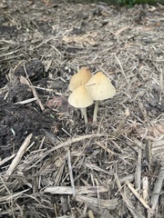 Panaeolus cyanescens