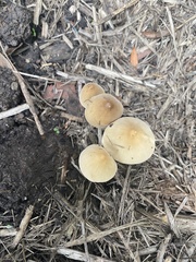 Panaeolus cyanescens