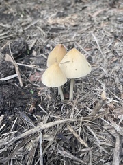 Panaeolus cyanescens