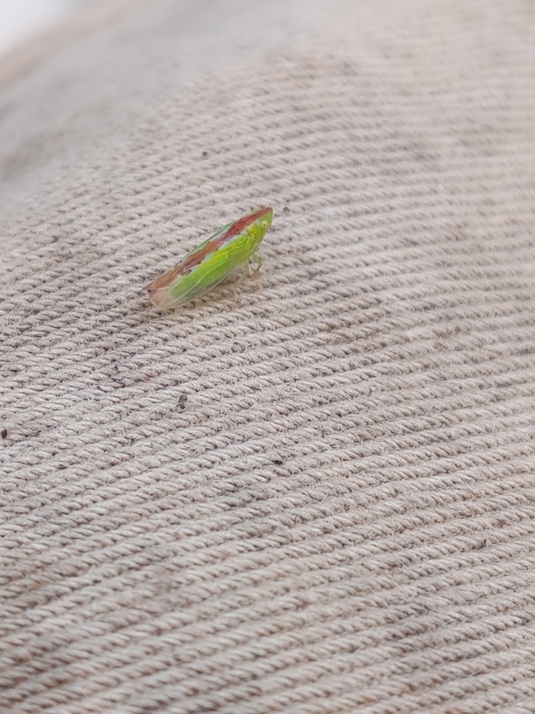Neocoelidia pulchella