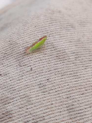 Neocoelidia pulchella