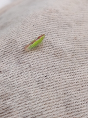 Neocoelidia pulchella