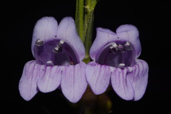 Penstemon pseudoputus