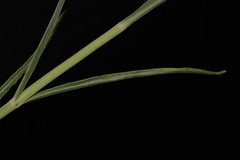 Penstemon pseudoputus