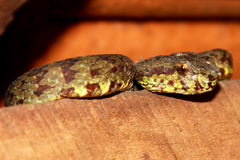 Craspedocephalus malabaricus