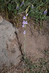 Penstemon pseudoputus