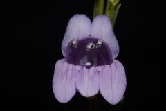 Penstemon pseudoputus