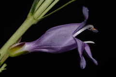 Penstemon pseudoputus