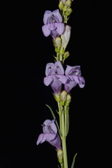 Penstemon pseudoputus