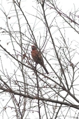 Haemorhous mexicanus