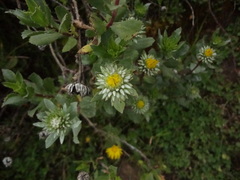 Grindelia tarapacana