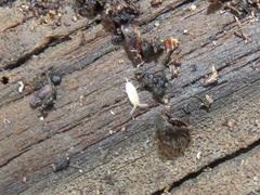 Atelurinae