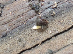 Atelurinae