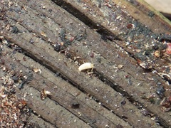 Atelurinae