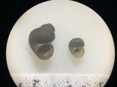 Pyrgulopsis aloba