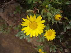 Grindelia tarapacana