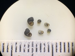 Pyrgulopsis