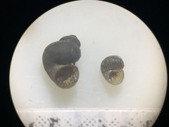 Pyrgulopsis