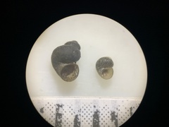 Pyrgulopsis