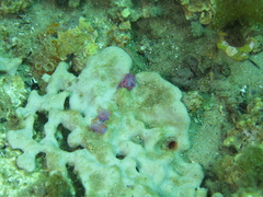 Sagaminopteron ornatum