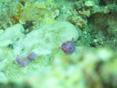 Sagaminopteron ornatum
