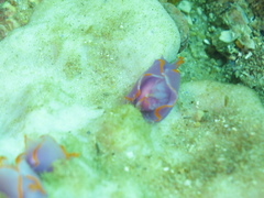 Sagaminopteron ornatum
