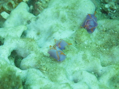 Sagaminopteron ornatum