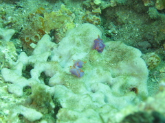 Sagaminopteron ornatum