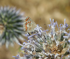 Echinops spinosissimus