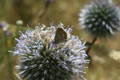 Echinops spinosissimus
