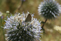 Echinops spinosissimus