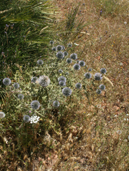 Echinops spinosissimus